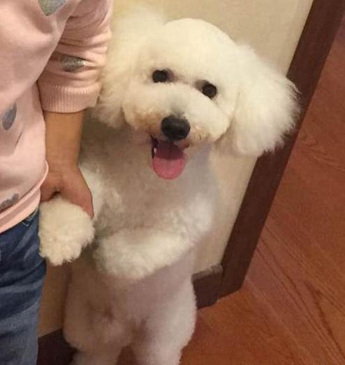 比熊带着我家比熊,比熊带着我家比熊出来