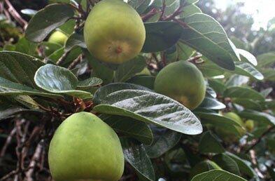 50种中药功效及别名表格版（151-200）