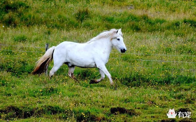 冰岛的马,正宗冰岛马图片