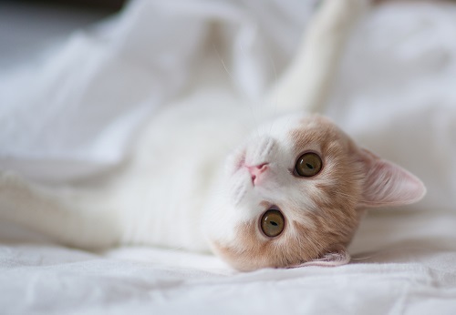 小奶猫窒息怎么办,宠物猫意外勒死在房中怎么处理