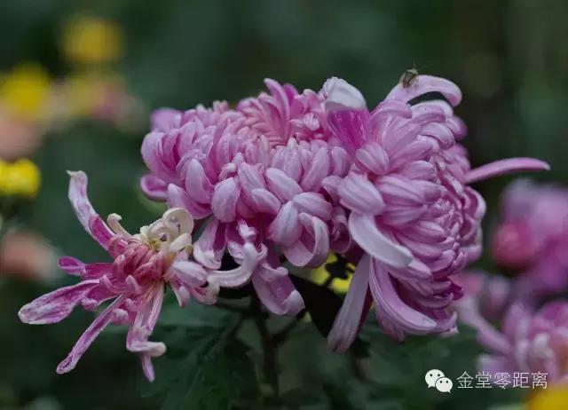 去金堂玉皇山养生谷耍一耍,金堂玉皇山一日游最佳路线