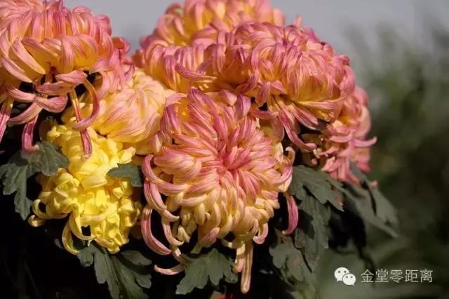 去金堂玉皇山养生谷耍一耍,金堂玉皇山一日游最佳路线