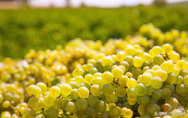 意大利卡帕尼亚葡萄酒,意大利campania葡萄酒价格