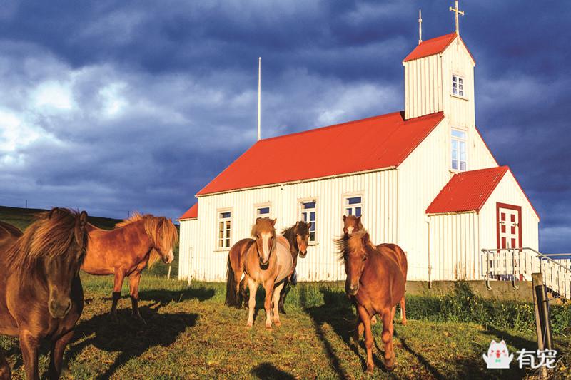 冰岛的马,正宗冰岛马图片