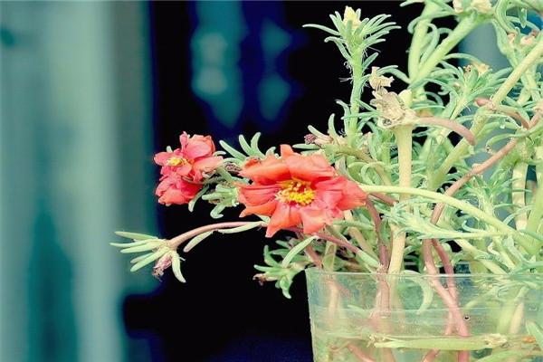 牡丹吊兰水培扦插方法,牡丹吊兰咋水培