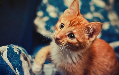 小奶猫窒息怎么办,宠物猫意外勒死在房中怎么处理