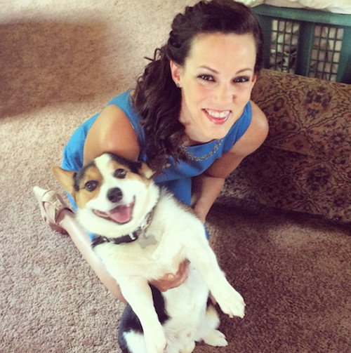 柯基被教育耳朵耷拉,柯基尴尬期耳朵特别大怎么回事