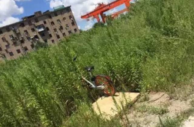 上海人骑共享自行车,现在上海共享单车怎样使用