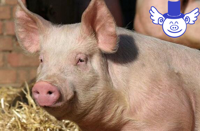 猪体温低怎么办如何解决,猪体温低怎么治疗最快