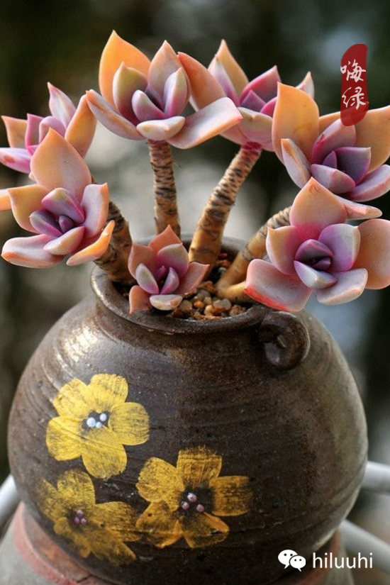 怎么可以这么美图片,漂亮韩国多肉