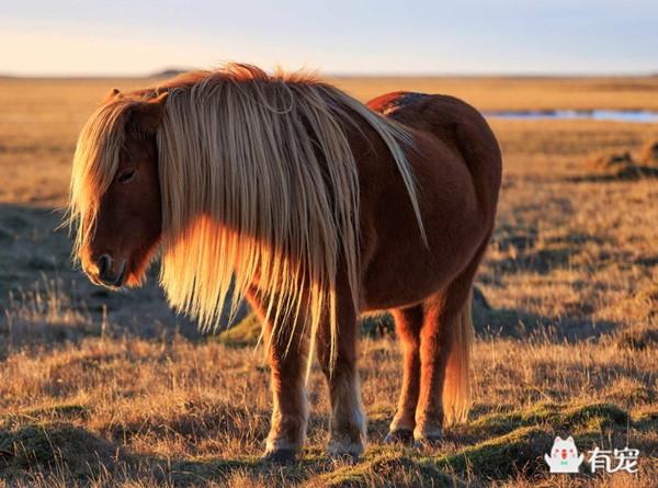 冰岛的马,正宗冰岛马图片