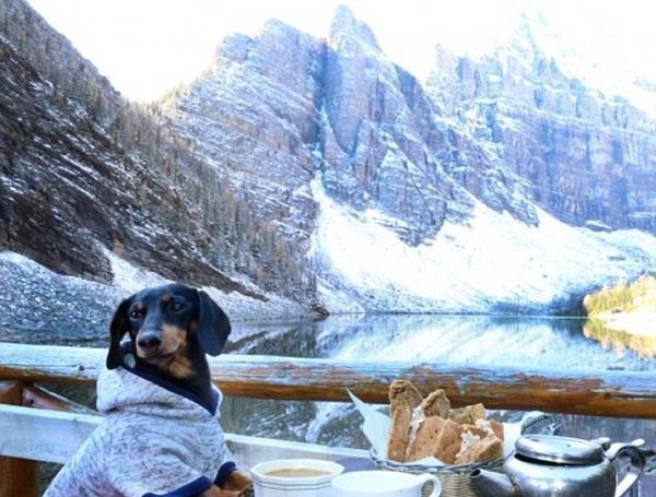 新旧“萌宠网红”哪家强？去问问那位做美甲的“腊肠”！