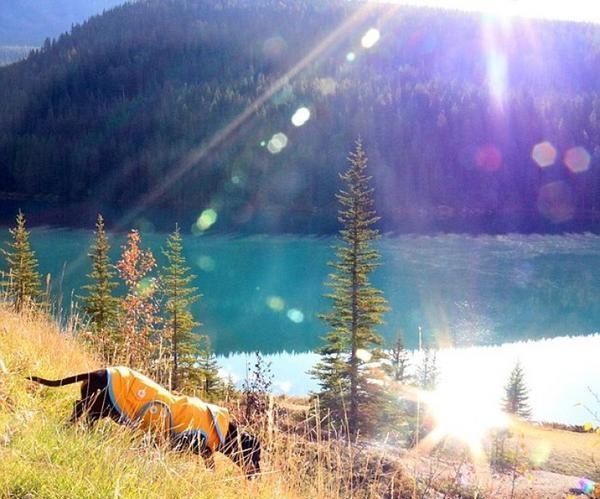 新旧“萌宠网红”哪家强？去问问那位做美甲的“腊肠”！