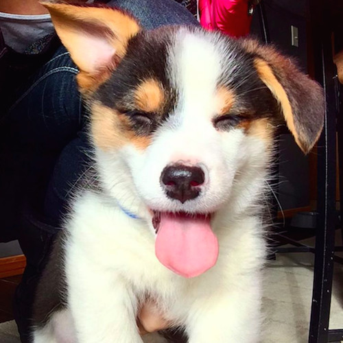 柯基被教育耳朵耷拉,柯基尴尬期耳朵特别大怎么回事