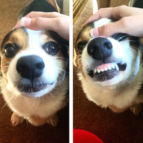 柯基被教育耳朵耷拉,柯基尴尬期耳朵特别大怎么回事