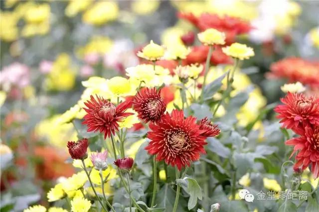 去金堂玉皇山养生谷耍一耍,金堂玉皇山一日游最佳路线