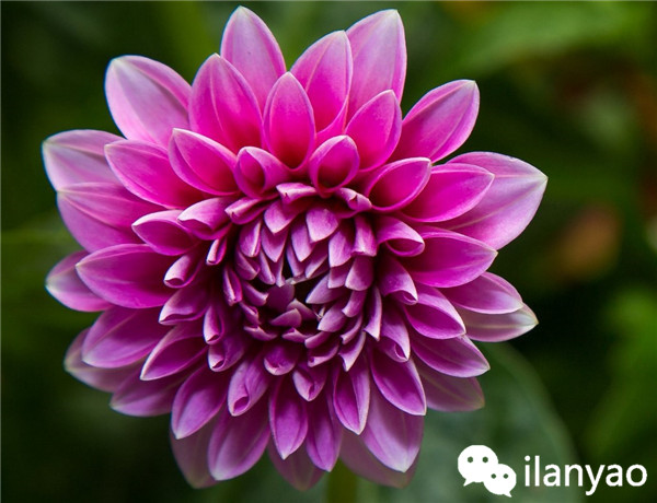 大丽花养殖方法之安全越冬攻略