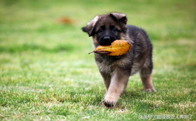让狗狗远离你的声音,狗狗趴蹄纠正