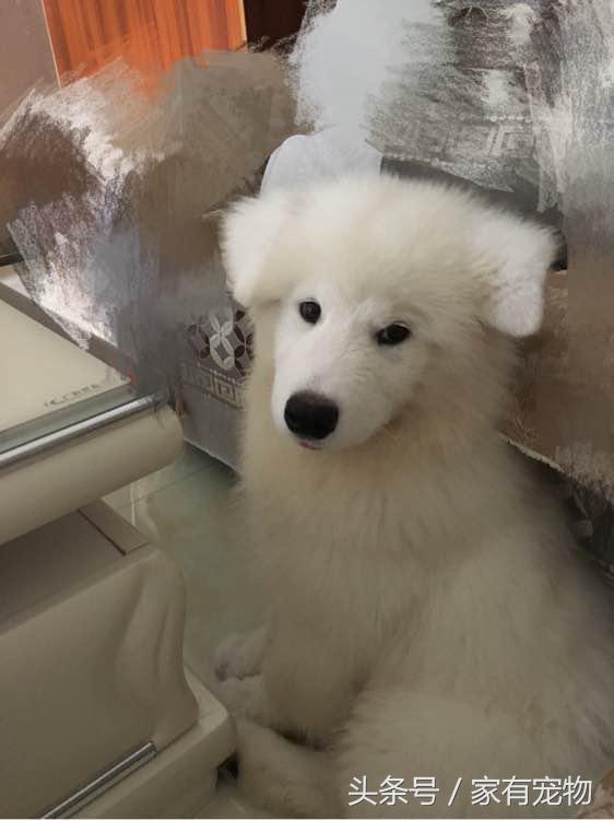 萨摩耶耳朵立不起来是串吗,萨摩耶耳朵立起来又垂下去了