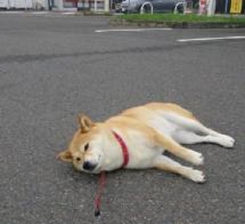 新旧“萌宠网红”哪家强？去问问那位做美甲的“腊肠”！