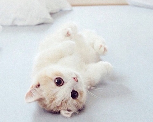 小奶猫窒息怎么办,宠物猫意外勒死在房中怎么处理