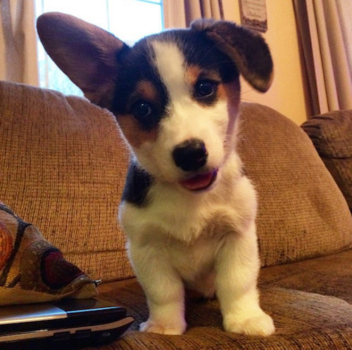 柯基被教育耳朵耷拉,柯基尴尬期耳朵特别大怎么回事