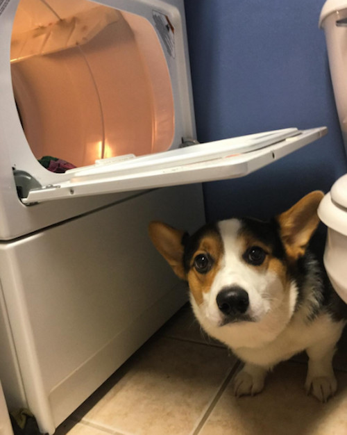 柯基被教育耳朵耷拉,柯基尴尬期耳朵特别大怎么回事