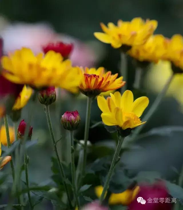 去金堂玉皇山养生谷耍一耍,金堂玉皇山一日游最佳路线