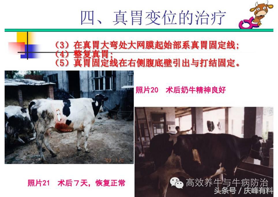 奶牛真胃扩张的症状治疗方法,奶牛皱胃左方变位治疗方法