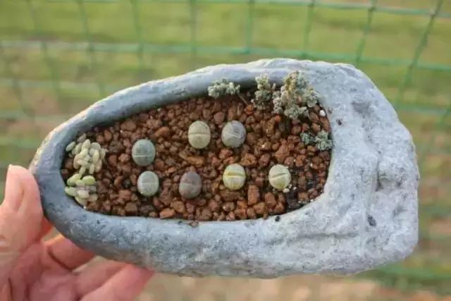 一个爱折腾的90后,多肉90后大叔