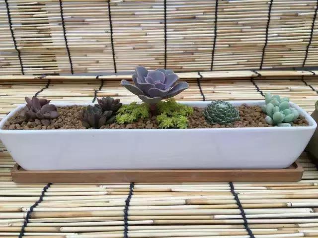 一个爱折腾的90后,多肉90后大叔