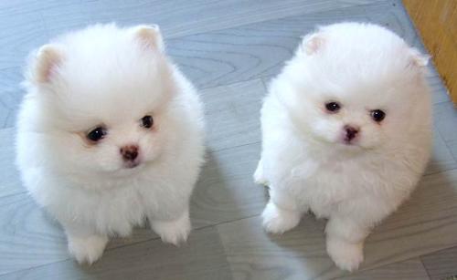 狗狗的生活习惯,狗狗的生理系统