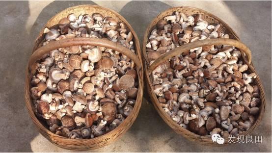 良田路演：景语菇——不忘初心，与梦同行