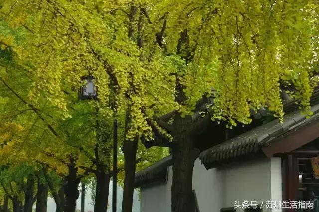 苏州平江路网红打卡地,苏州十大名街