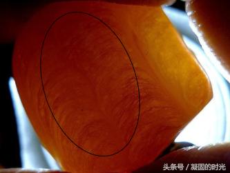 二代蜜蜡压制,琥珀蜜蜡鉴别方法大揭秘