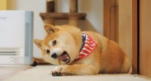 新旧“萌宠网红”哪家强？去问问那位做美甲的“腊肠”！