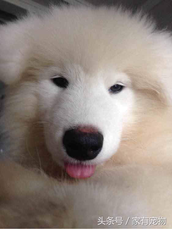 萨摩耶耳朵立不起来是串吗,萨摩耶耳朵立起来又垂下去了