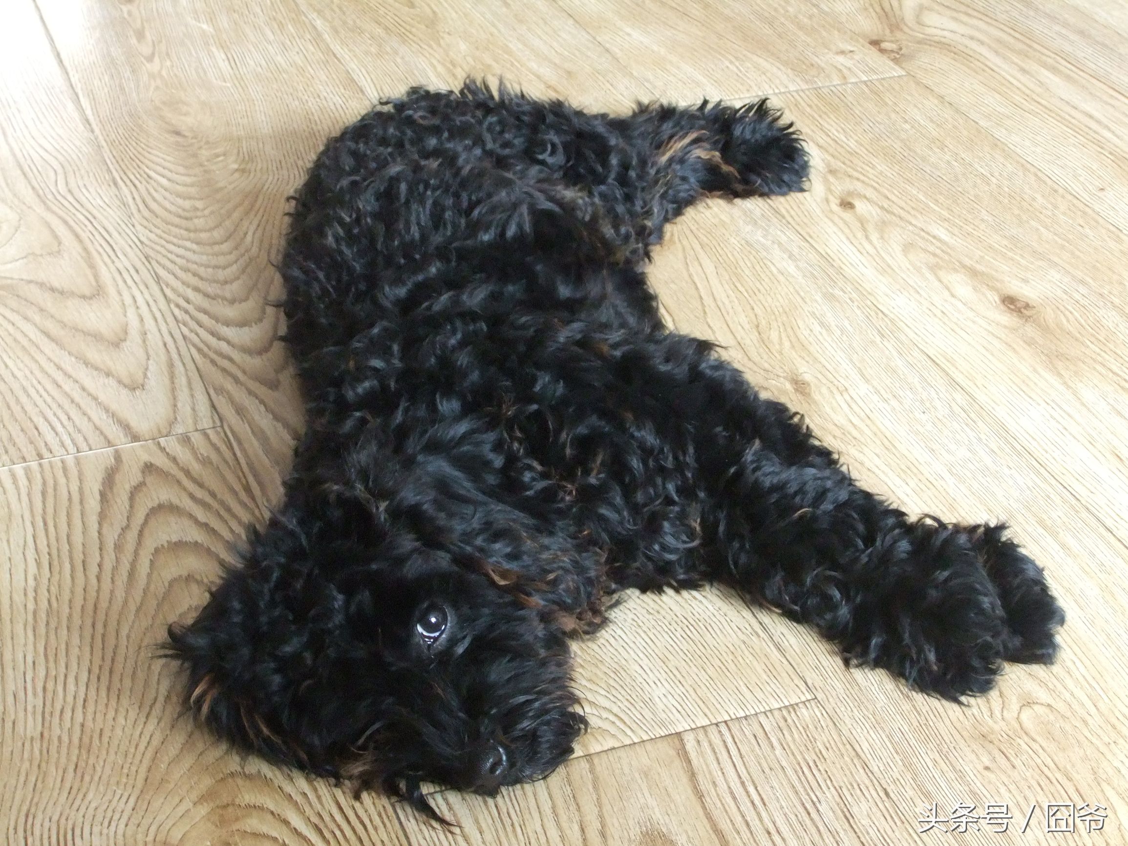 黑色泰迪被卖给狗肉车,黑泰迪被狗贩子染成灰色泰迪