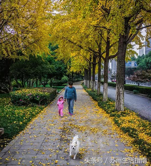 苏州平江路网红打卡地,苏州十大名街