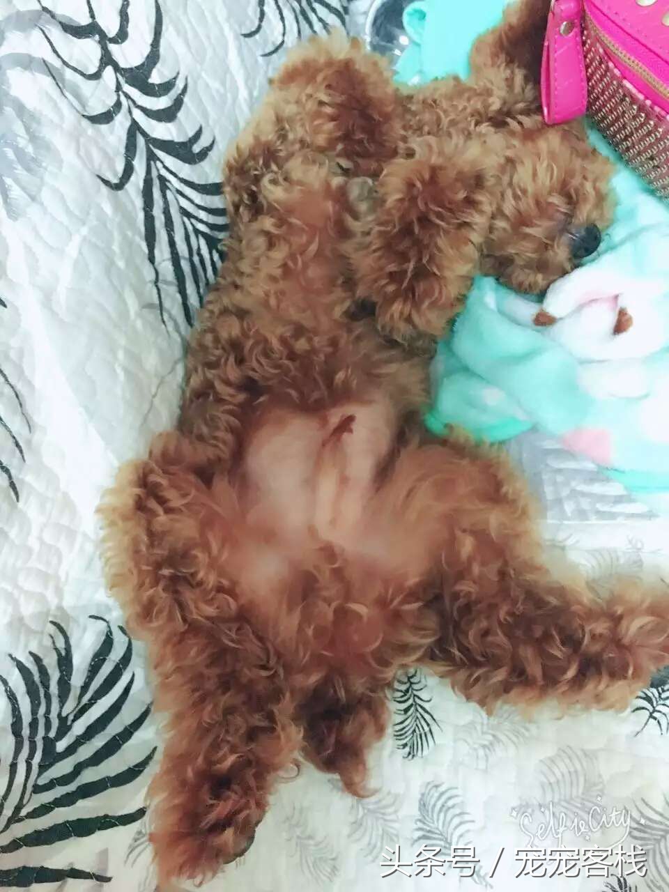 泰迪新睡姿,泰迪的反常行为