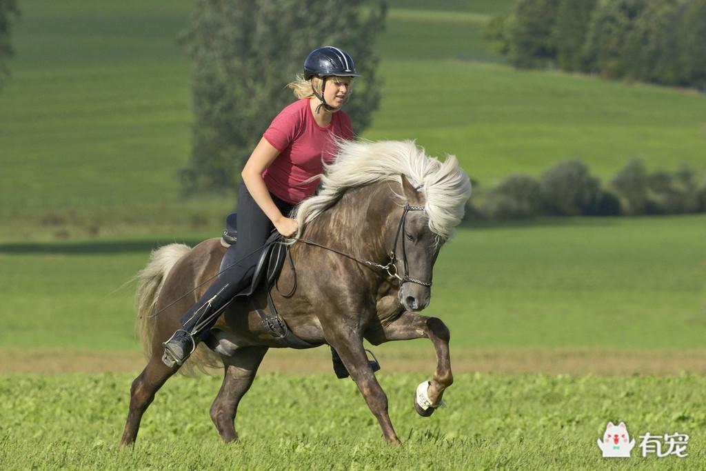 冰岛的马,正宗冰岛马图片
