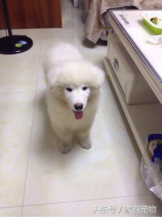 萨摩耶耳朵立不起来是串吗,萨摩耶耳朵立起来又垂下去了