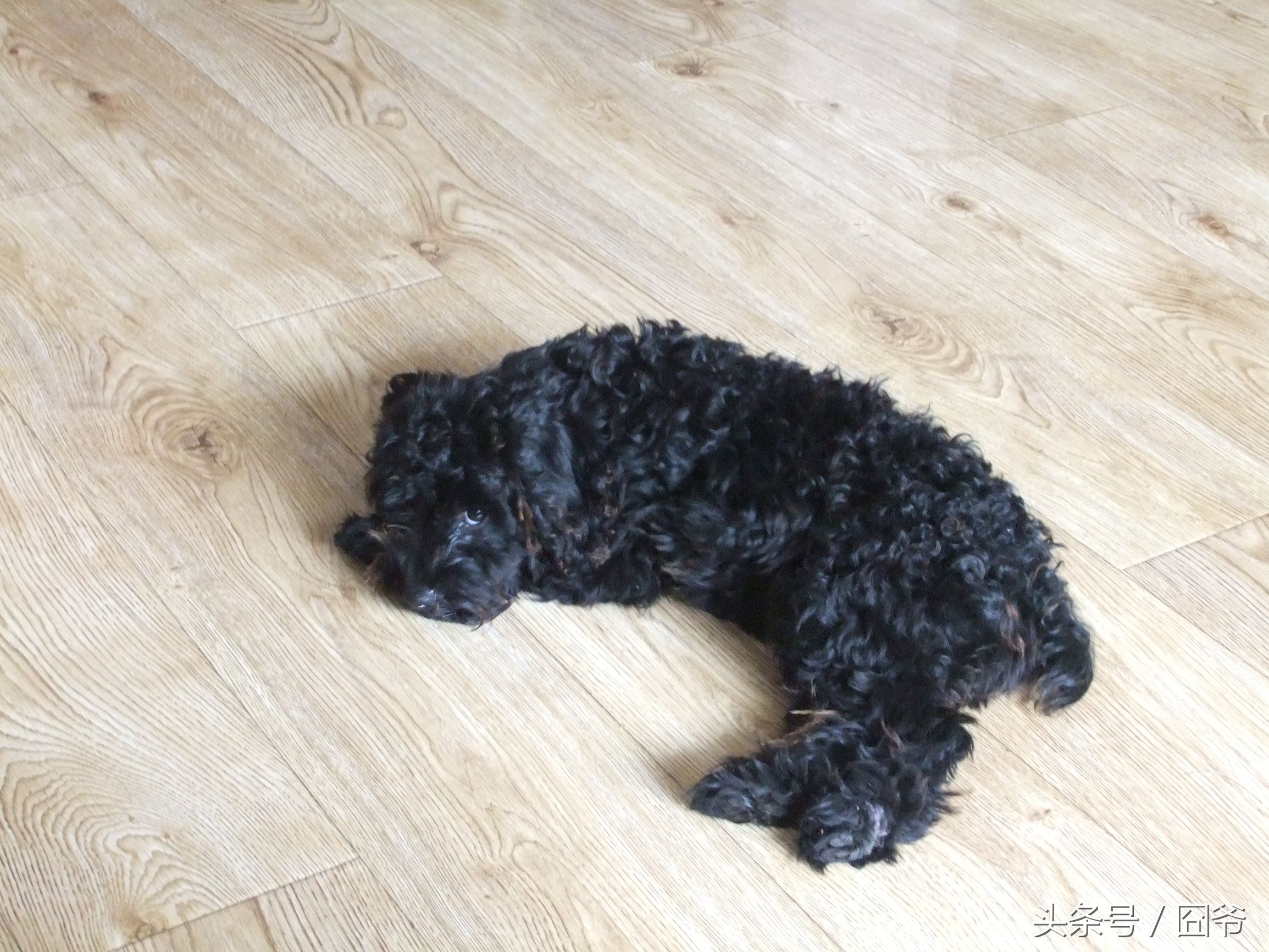 黑色泰迪被卖给狗肉车,黑泰迪被狗贩子染成灰色泰迪