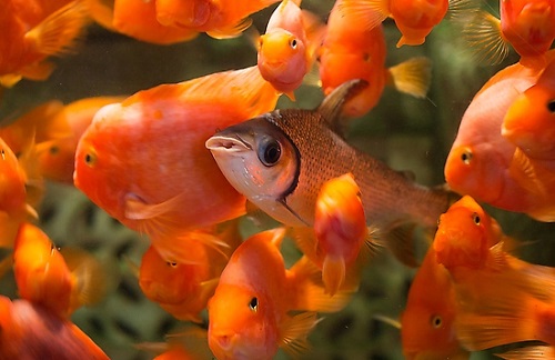 开缸到养水到养鱼新手全程教学,养鱼先养水的秘诀顺口溜