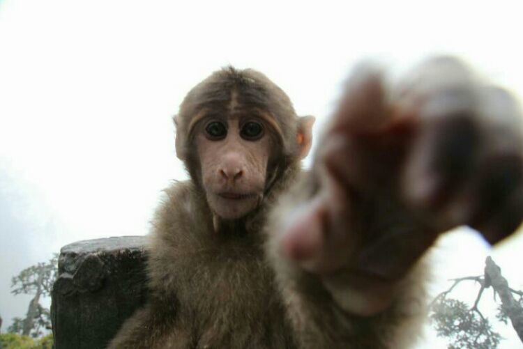 四大佛教名山四川峨眉山介绍,峨眉山