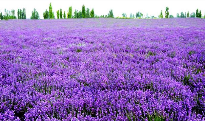 国内第一家“薰衣草世界”：清远薰衣草世界