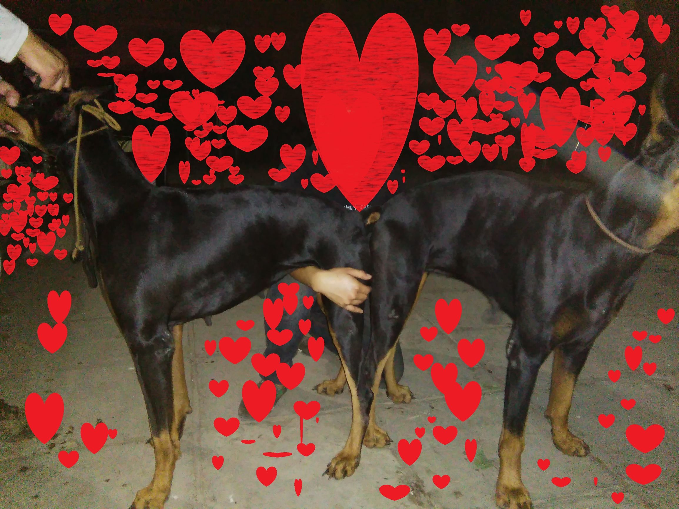 分享：母犬分娩那点儿事儿