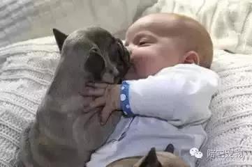 为什么狗狗这么喜欢舔蟾蜍,狗狗喜欢舔脚是因为什么原因