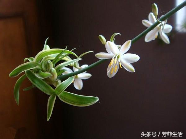 吊兰换完土叶子蔫了,牡丹吊兰干蔫怎么办