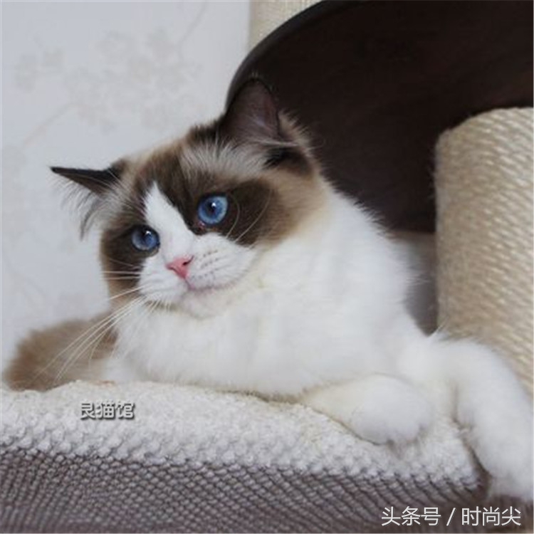 购猫指南,购猫须知